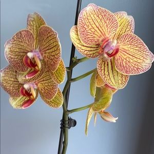 Meet your Posher, Mabel